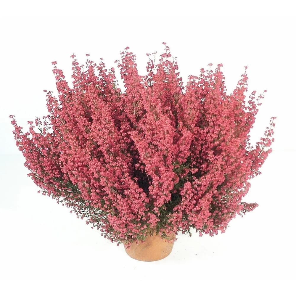 Erica Gracilis, Vaso Ø 11 cm, Altezza 30 cm – Lidl