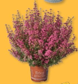 Fiori e composizioni floreali – Lidl
