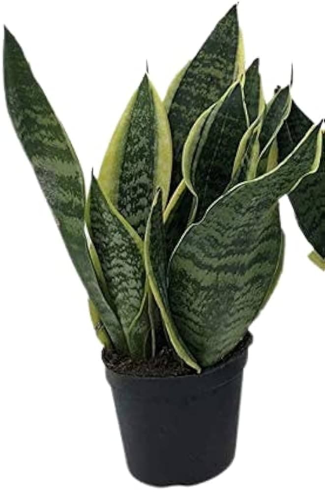 Sanseveria vaso ø 12 cm in offerta da Penny