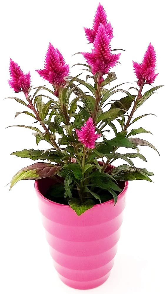 Celosia Caracas, Vaso Ø 17 cm, Altezza 39-45 cm – Lidl