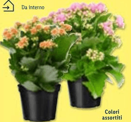 Kalanchoe Vaso Ø 10 cm, Altezza 26-30 cm in offerta da Lidl