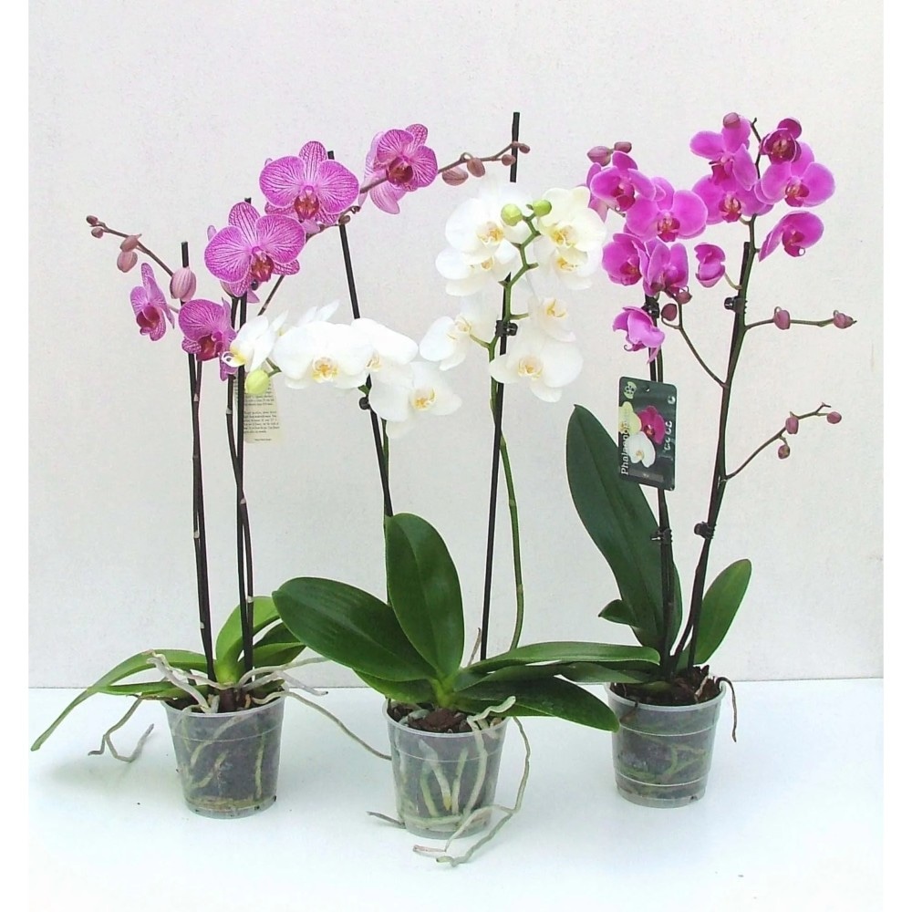 Orchidea 2 rami Vaso Ø 12 cm in offerta da Dpiù
