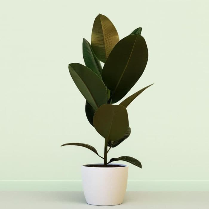 Ficus robusta vaso Ø cm 17 in offerta da Bennet