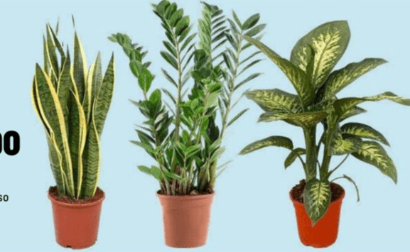Sanseveria, Zamioculcas o Dieffenbachia in offerta da Iper La grande i