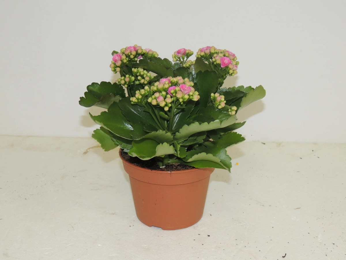 Kalanchoe Rosalina Ø 15 cm in offerta da Iper La grande i