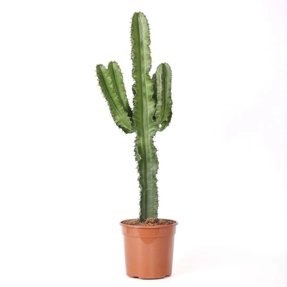 Euphorbia Eritrea in offerta da Iper La grande i