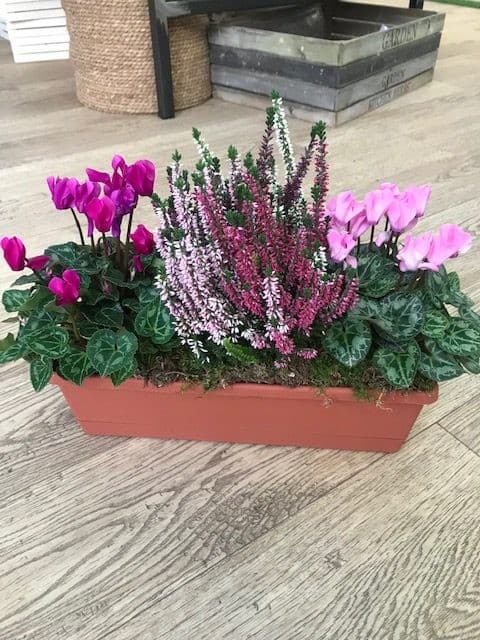 Composizione calluna o ciclamino – Iper La grande i