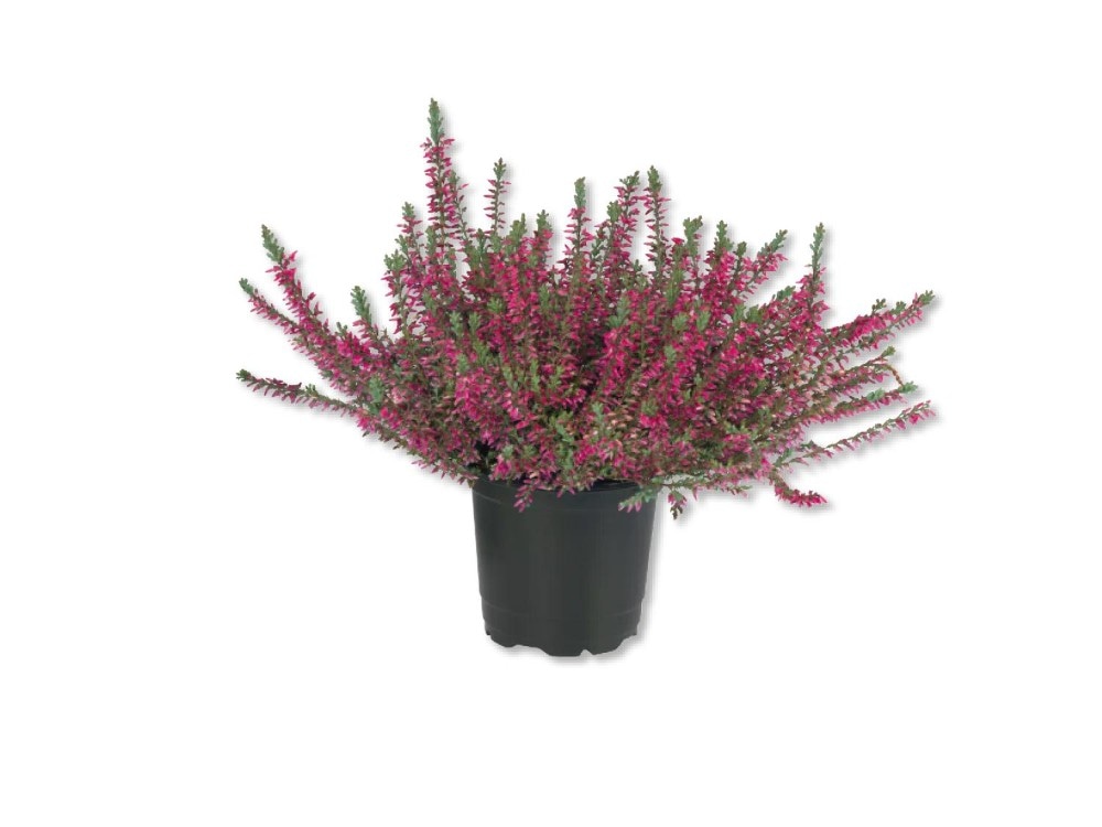 Calluna Vulgaris Vaso Ø 9 cm, Altezza 20-26 cm in offerta da Lidl