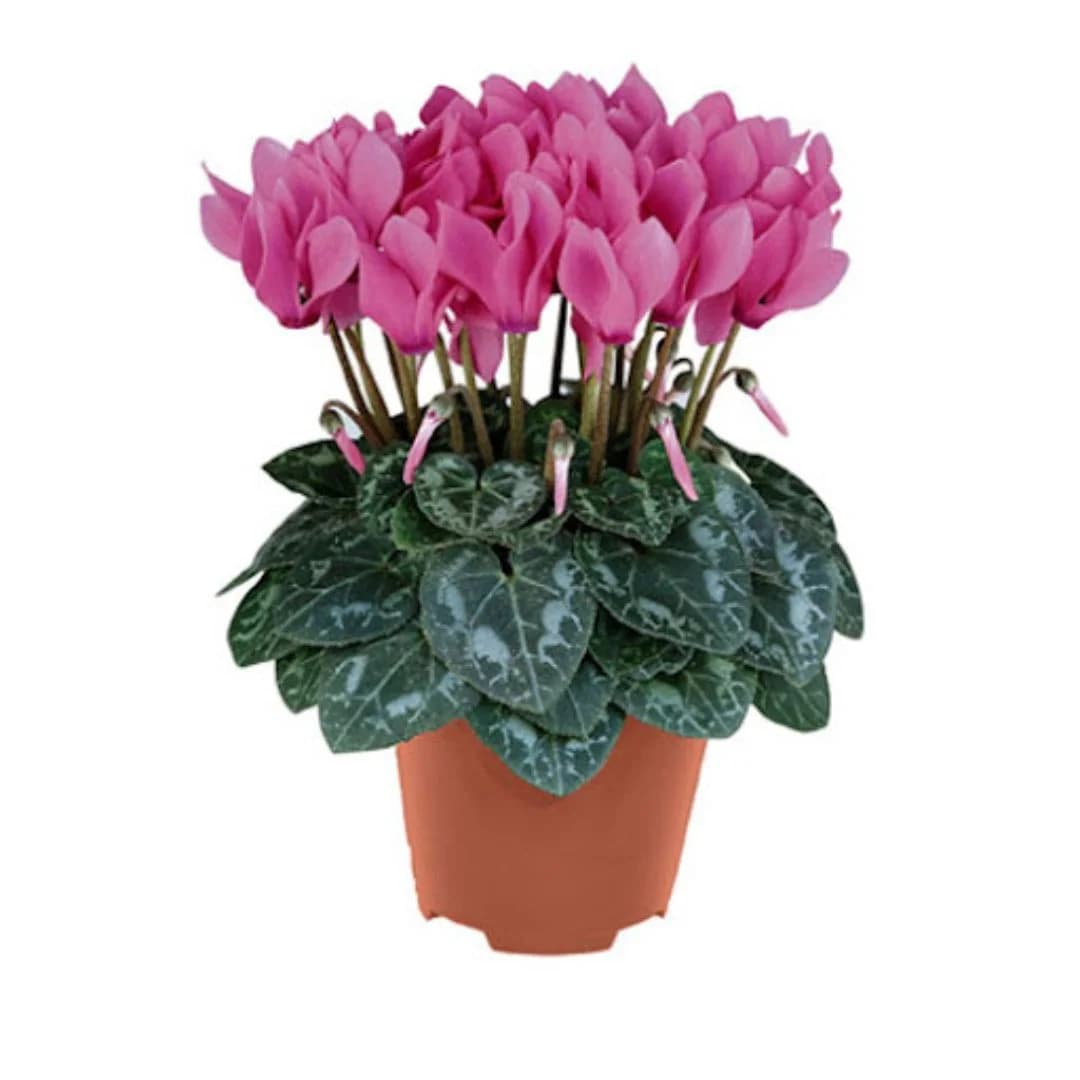 Ciclamino, vaso 14 cm – Carrefour