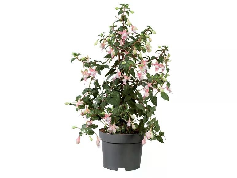 Fucsie Vaso Ø 17 cm, Altezza 45 cm - Offerta nel negozio Lidl