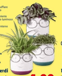 Piante verdi – Lidl