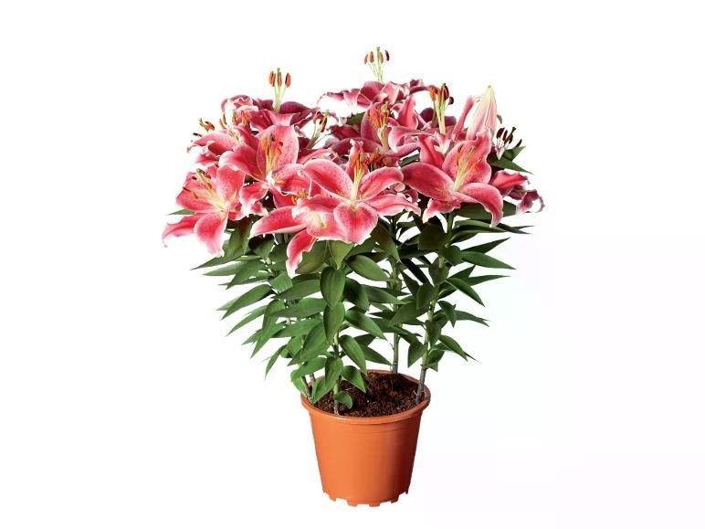 Lilium orientale Vaso Ø 19 cm, Altezza 55 cm - Offerta nel negozio Lidl