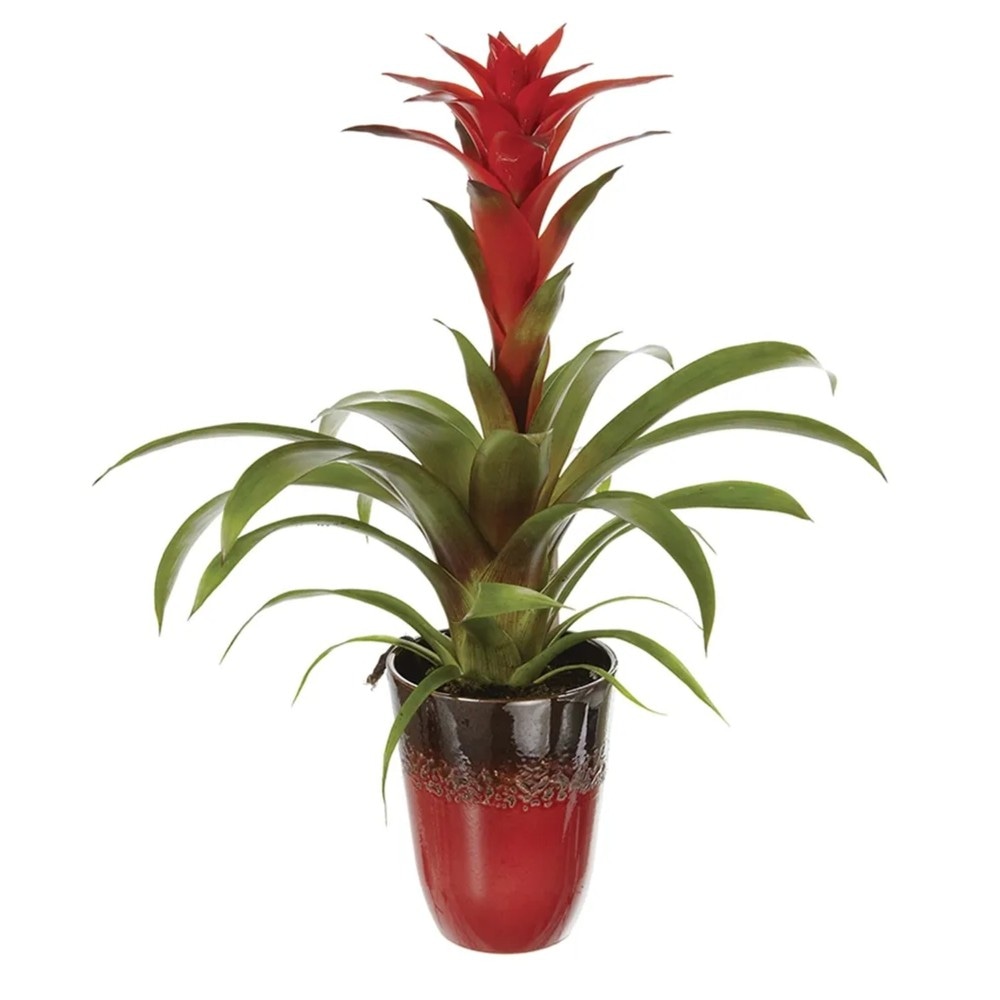Bromelia Ø cm 13 - Offerta nel negozio Bennet