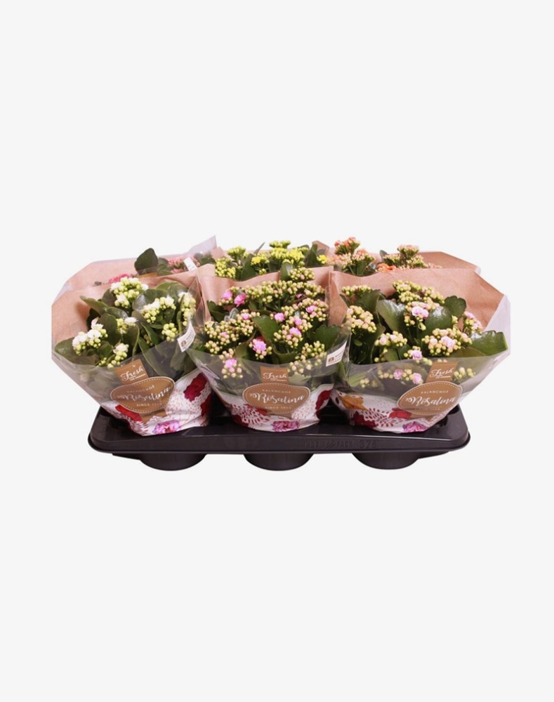 Kalanchoe Ø cm 15 - Offerta nel negozio Bennet