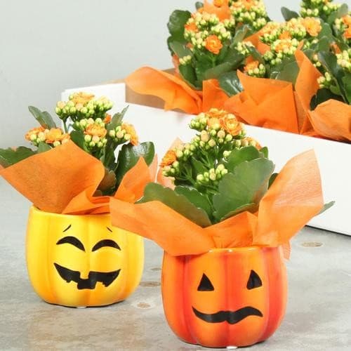 Piantine fiorite, Vaso di Halloween Ø 9 cm, Altezza 18-22 cm – Lidl