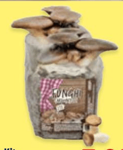 Kit coltivazione funghi – Lidl