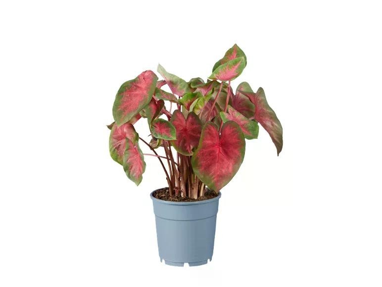 Caladium mix Vaso Ø 12 cm, Altezza 30-40 cm in offerta da Lidl