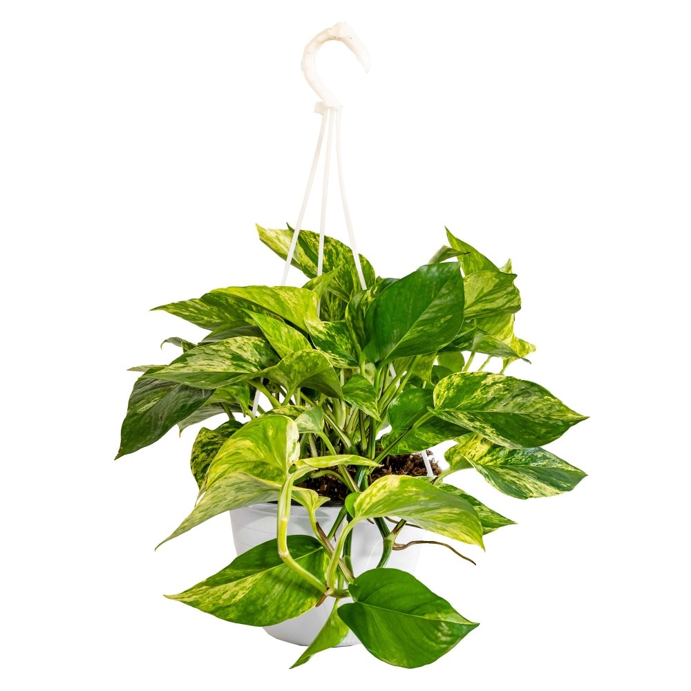 Pothos vaso diametro 18 cm in offerta da Coop