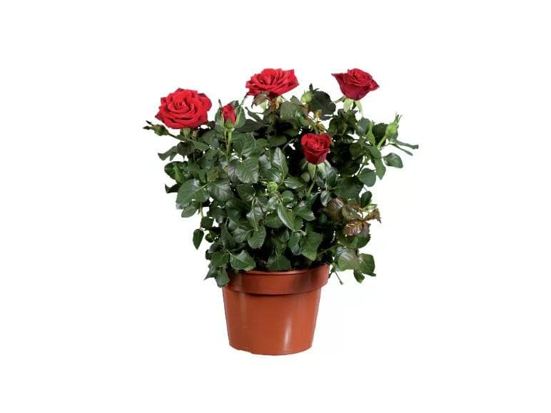 Rose XL, Vaso Ø 14 cm, Altezza 30-35 cm – Lidl
