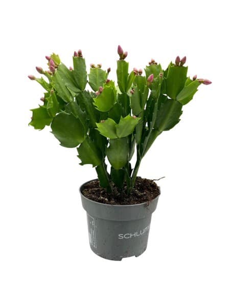 Schlumbergera, Vaso Ø 13 cm, altezza 27-31 cm – Lidl