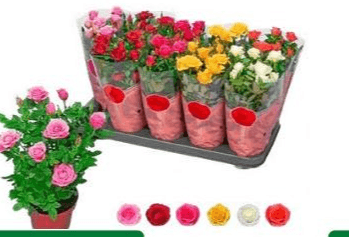 Rosa Colori Assortiti, Vaso Ø 12 cm – Dpiù