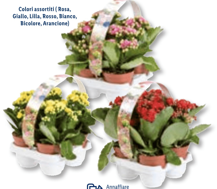 Kalanchoe Vaso Ø 7 cm, Altezza 12-16 cm - Offerta nel negozio Lidl