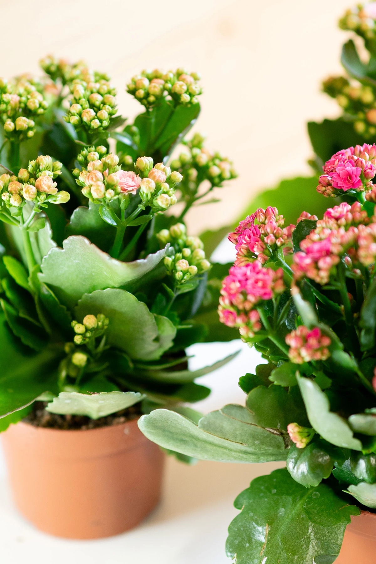 Kalanchoe vaso ø 15 cm in offerta da Penny