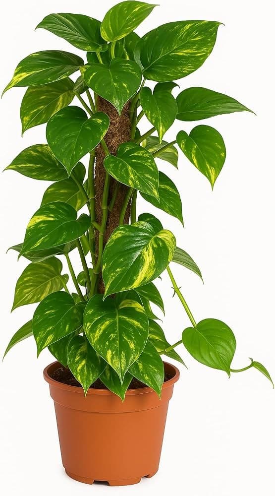 Piante verdi da appendere, Vaso Ø 15 cm, Altezza 25-35 cm – Lidl