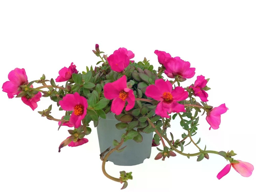 Portulaca Vaso Ø 12-13 cm, Altezza 15-18 cm - Offerta nel negozio Lidl