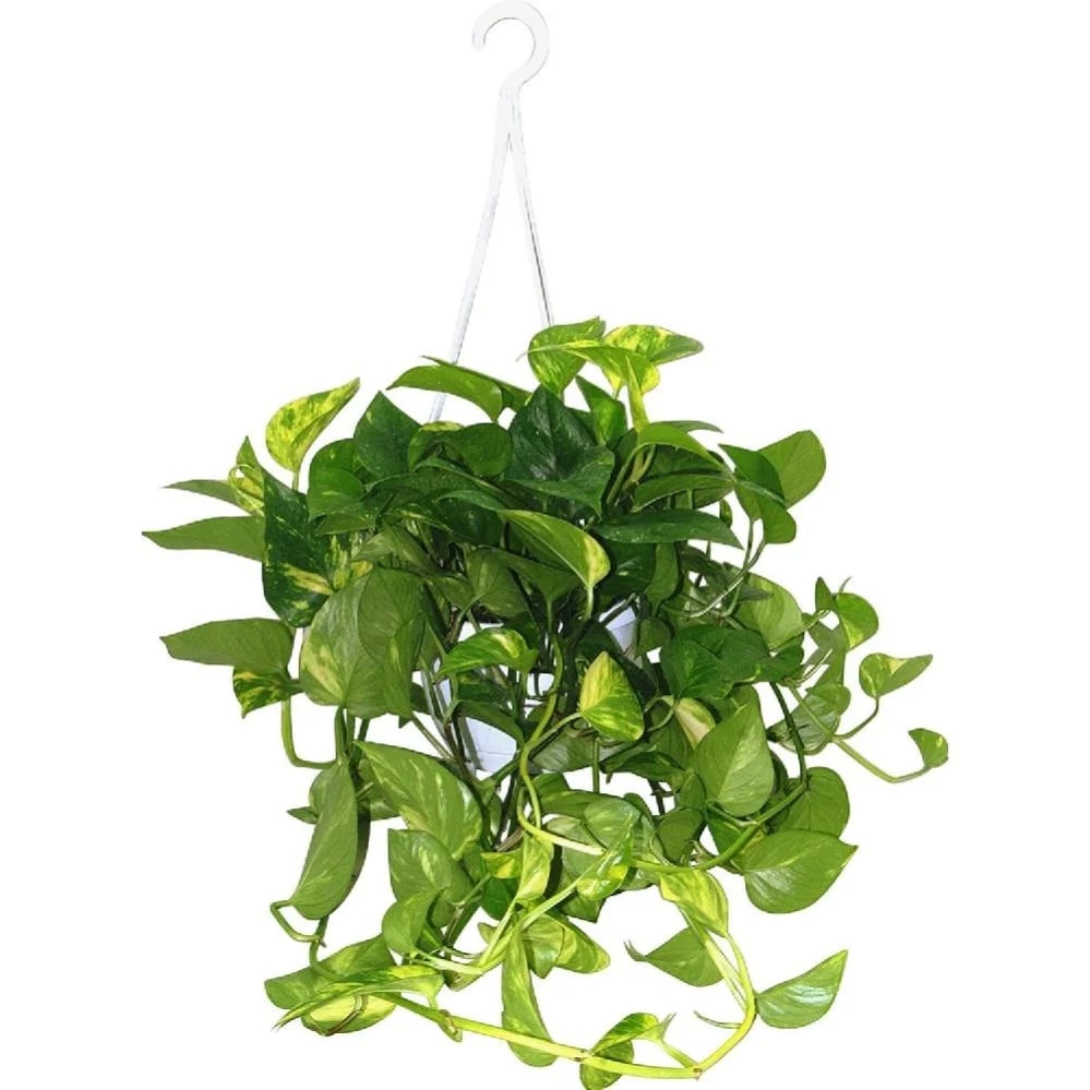 Pothos Ø cm 14 - Offerta nel negozio Bennet