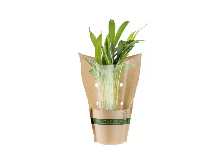 Piante verdi Vaso Ø 12 cm, Altezza 15-30 cm - Offerta nel negozio Lidl