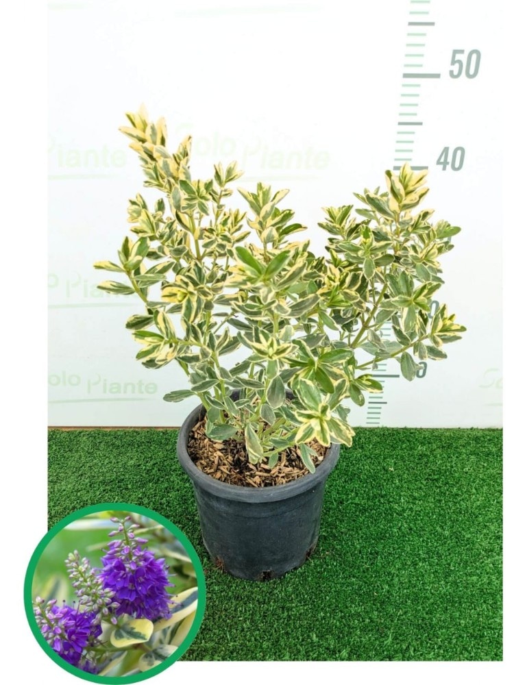 Hebe variegata in offerta da Coop