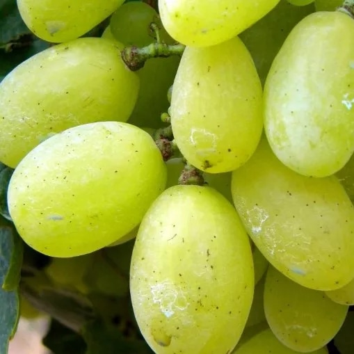 Uva Bianca Vittoria - Offerta nel negozio MD