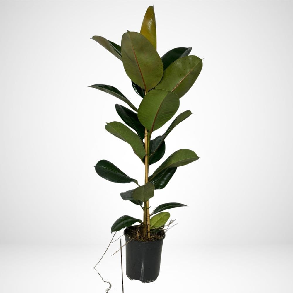 Ficus robusta vaso diametro 19 cm in offerta da Coop