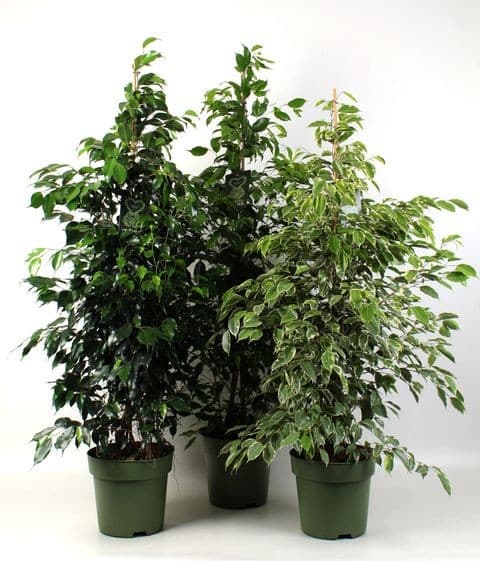 Ficus mix, Vaso Ø 17 cm, altezza 60-80 cm – Lidl
