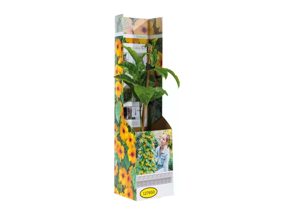 Thunbergia Vaso Ø 9 cm, Altezza 28-32 cm - Offerta nel negozio Lidl