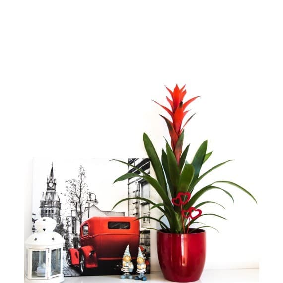 Guzmania Ø cm 10,5 in offerta da Bennet