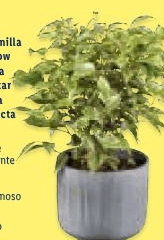 Piante verdi – Lidl