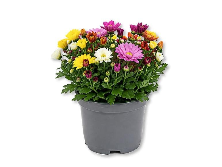 Crisantemi, Vaso Ø 18 cm, Altezza 30-35 cm – Lidl
