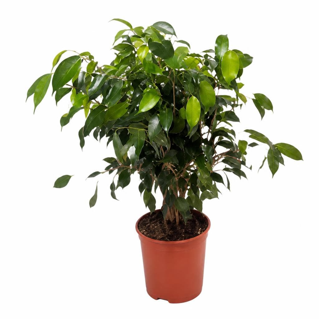 Ficus benjamin – Lidl