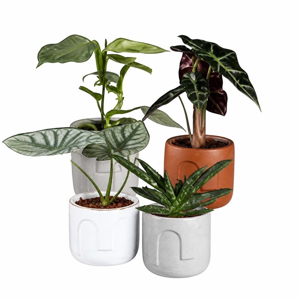 Piante verdi Vaso di ceramica Ø 11 cm, Altezza 20-35 cm in offerta da Lidl