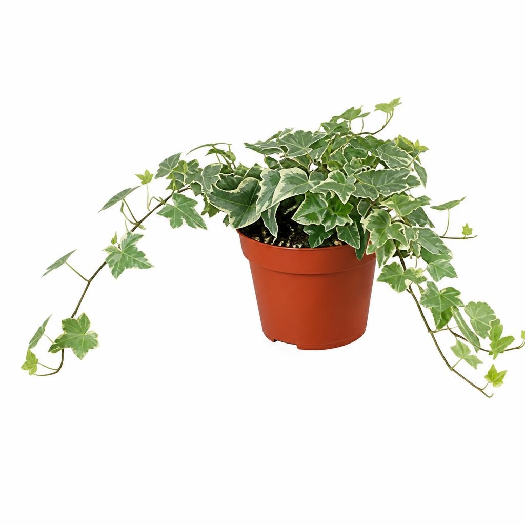 Hedera Ø cm 14 - Offerta nel negozio Bennet