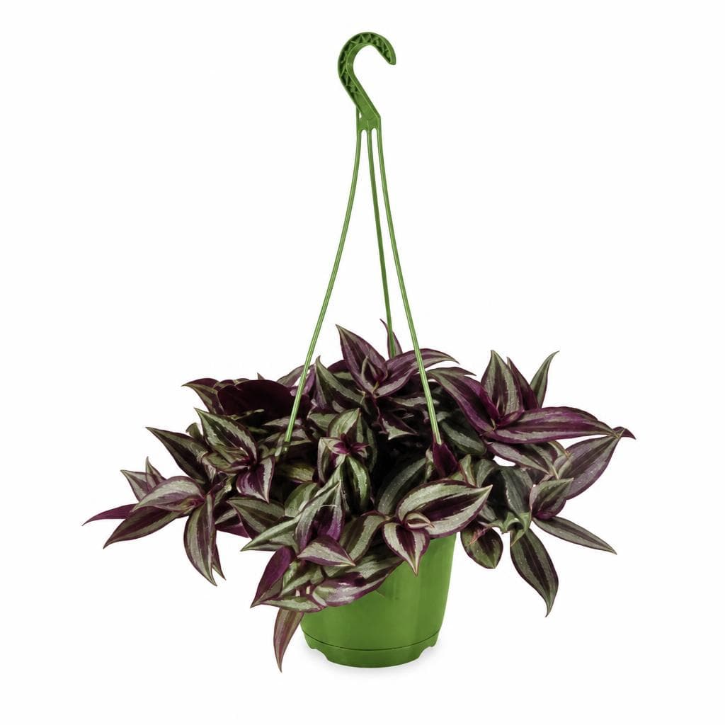 Piante da appendere, Vaso Ø 14 cm – Lidl