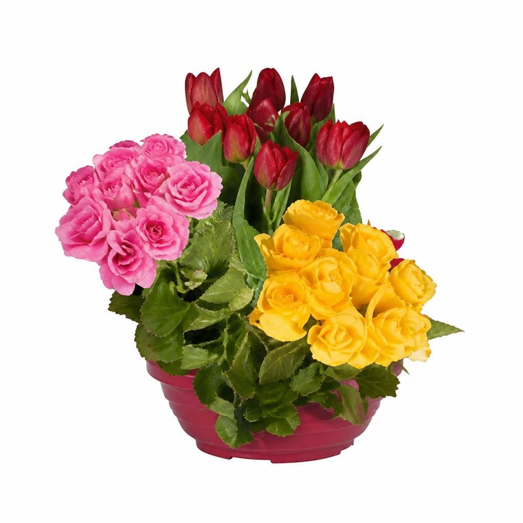 Fiori e composizioni floreali in offerta da Lidl