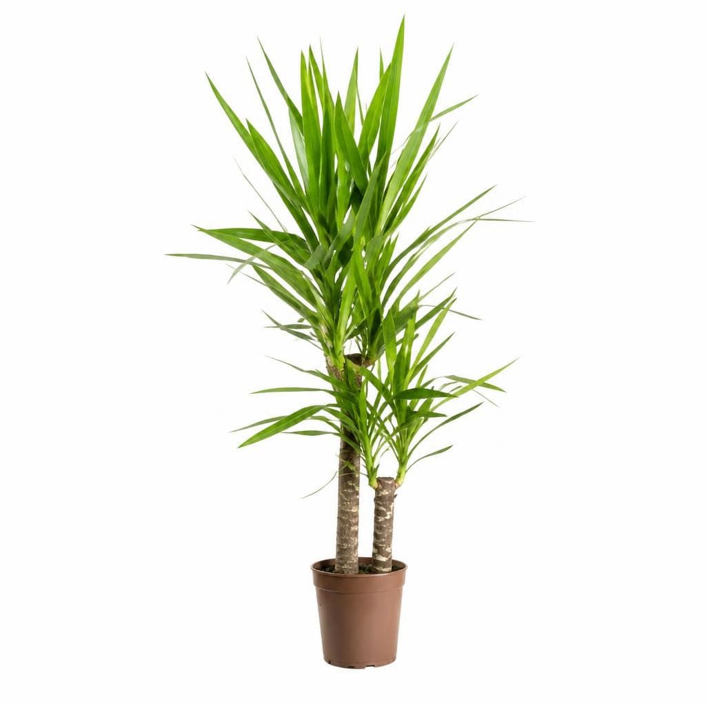 Yucca in vaso Ø 19 cm, h 60/30 cm in offerta da Iper La grande i