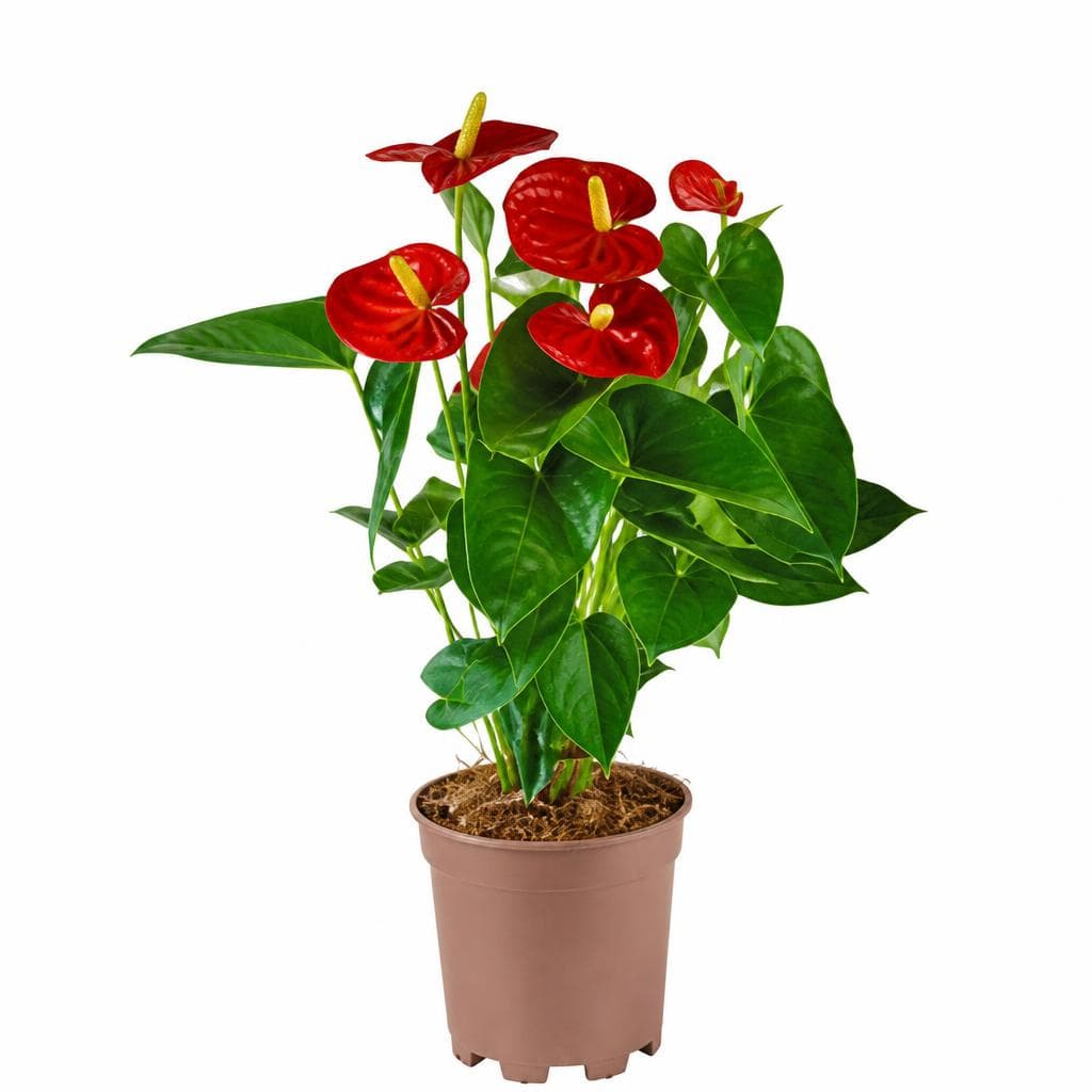 Anthurium vaso Ø 17 cm in offerta da Esselunga