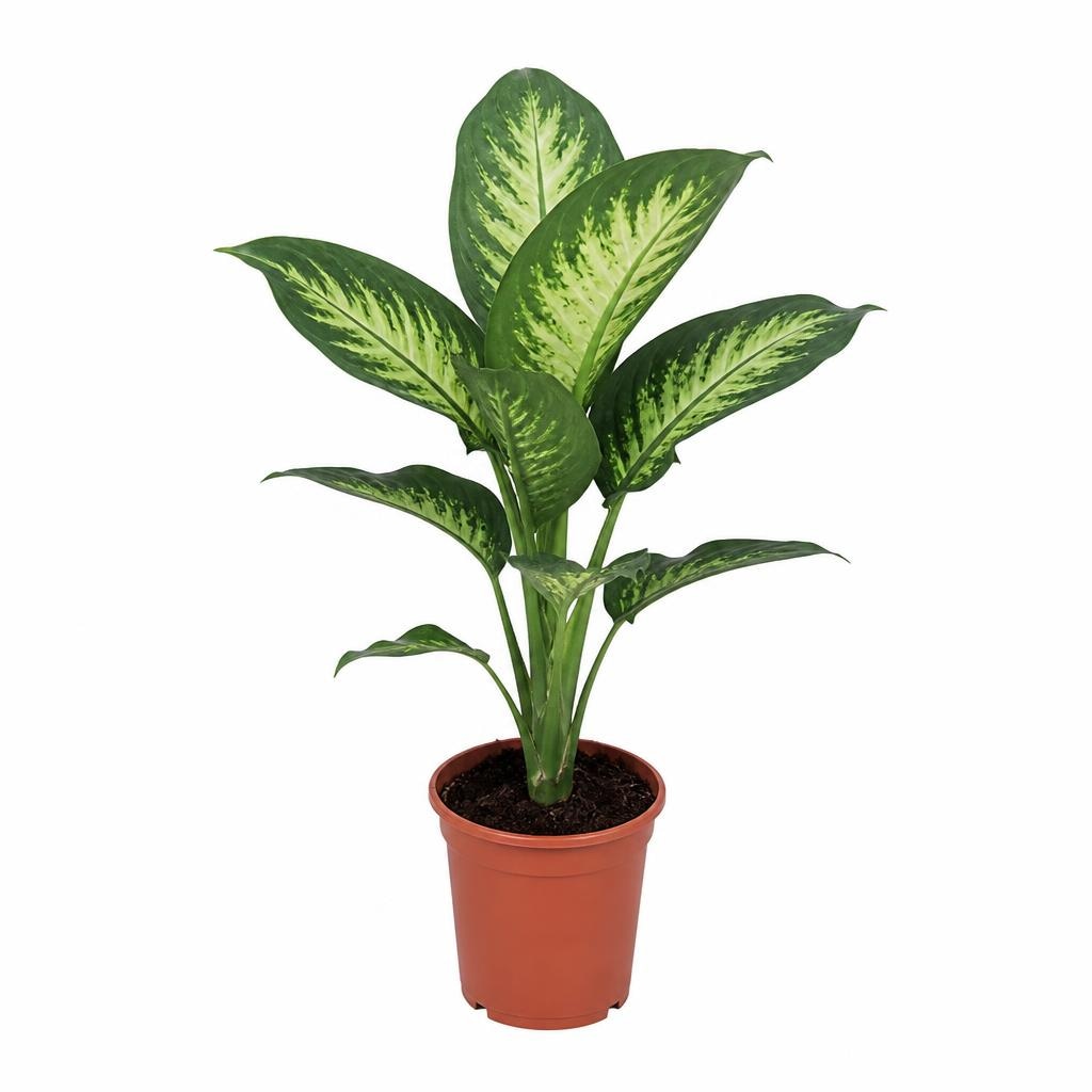 Dieffenbachia diametro 18 cm in offerta da Coop