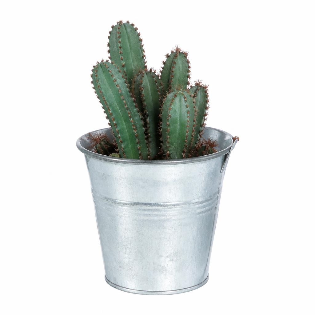 Cactus o succulente in offerta da Lidl