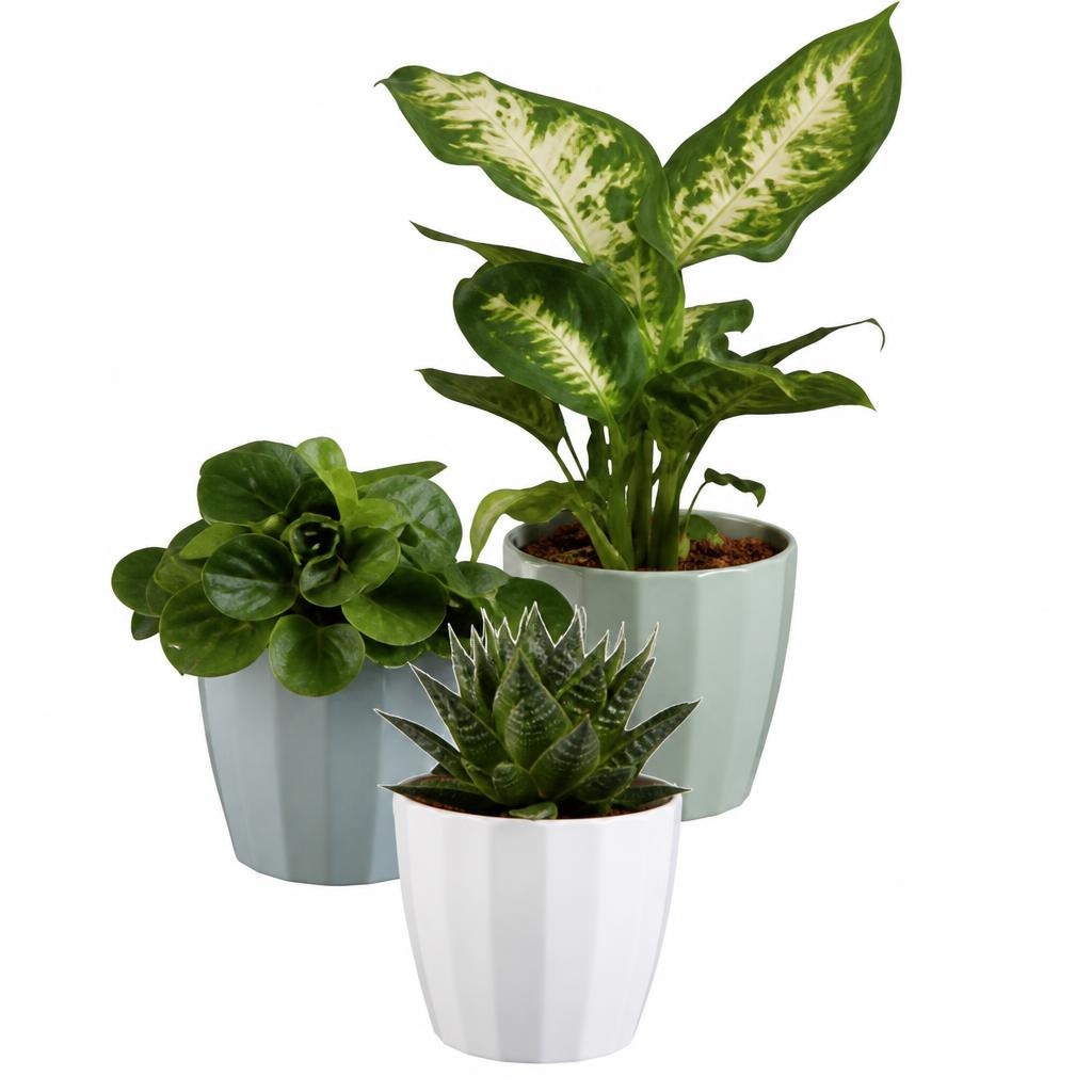 Piante verdi in offerta da Lidl