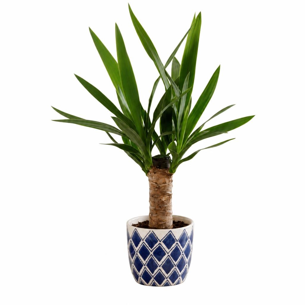 Piante verdi Vaso in ceramica Ø 12 cm, Altezza 28-51 cm in offerta da Lidl